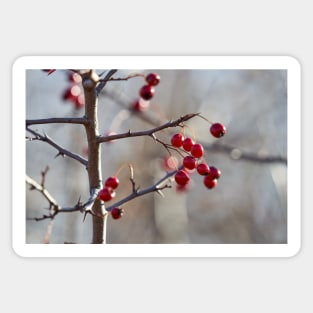 Ripe hawthorn berries Sticker